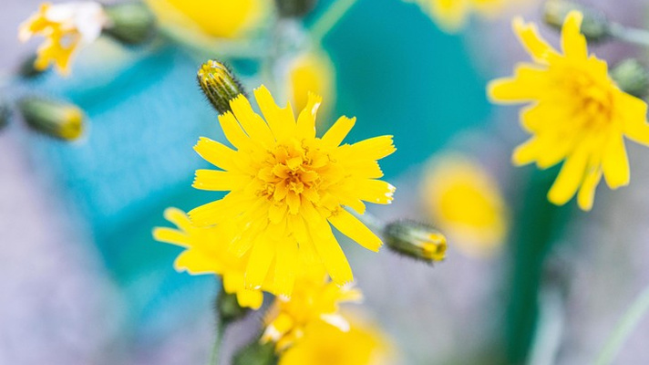 Тест на ботаника: отгадайте название цветка по фото