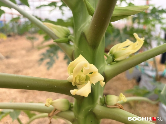 Так цветет папайя  | Источник: Анна Грицевич / SOCHI1.RU