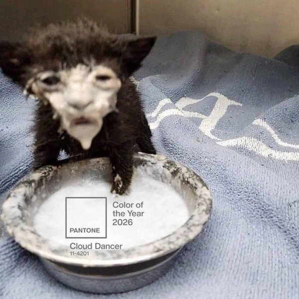 Источник: Соцсеть «Х"