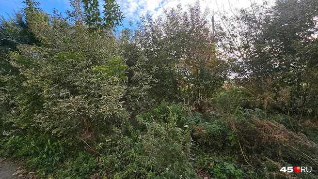 Заросли на участке набережной, которую еще не благоустроили | Источник: Дарья Никитченко / 45.RU