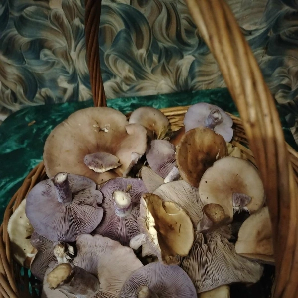 Урожай из Одинцовского района | Источник: Елена Макарова / Грибы в Подмосковье 2025 / VK.com