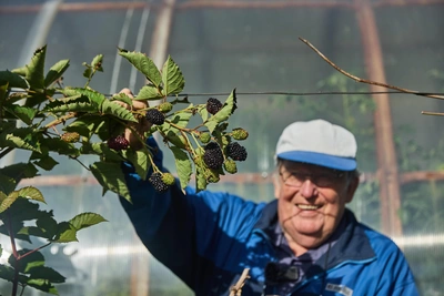 Siberian agronomist grows 30-gram blackberries