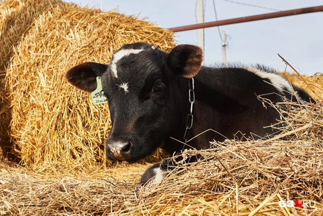 Теленок, послуживший поводом для разговора с местным жителем | Источник: Роман Данилкин / 63.RU