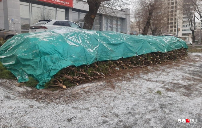 Источник: Анастасия Баринова / 56.RU