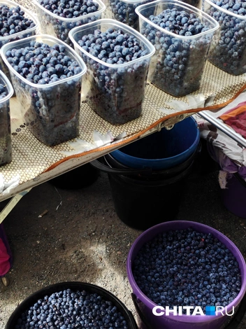 Ягоду привозят на рынок ведрами  | Источник: Дарья Кливенкова / CHITA.RU