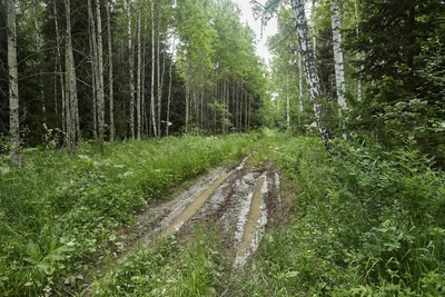 Пропали три бабушки: поиски в Курганской области