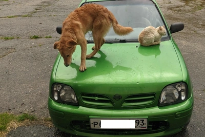 В Сочи объявили о массовом отлове собак