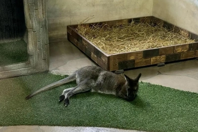 Пополнение в Тюменском зоопарке: у кенгуру Лели родился детеныш