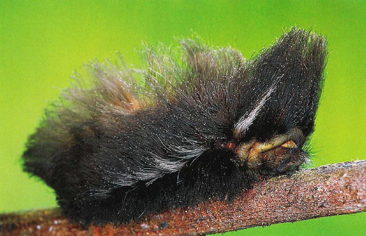 Школа выживания: посмотрите на 7 удивительных гусениц, которые научились защищаться от хищников