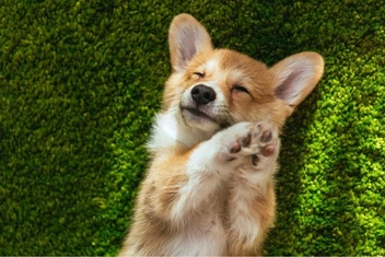 Посмотрите на 25+ фото и видео с самыми забавными ушастыми корги. И как можно быть такими милыми булочками?