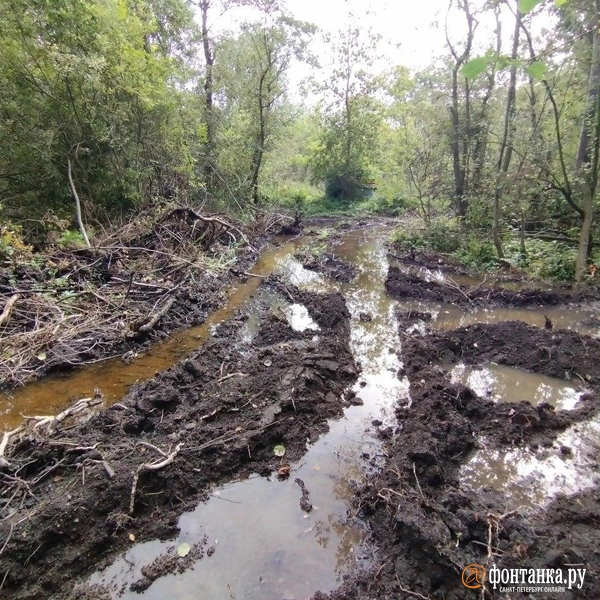 Источник: Ольга Ясененко