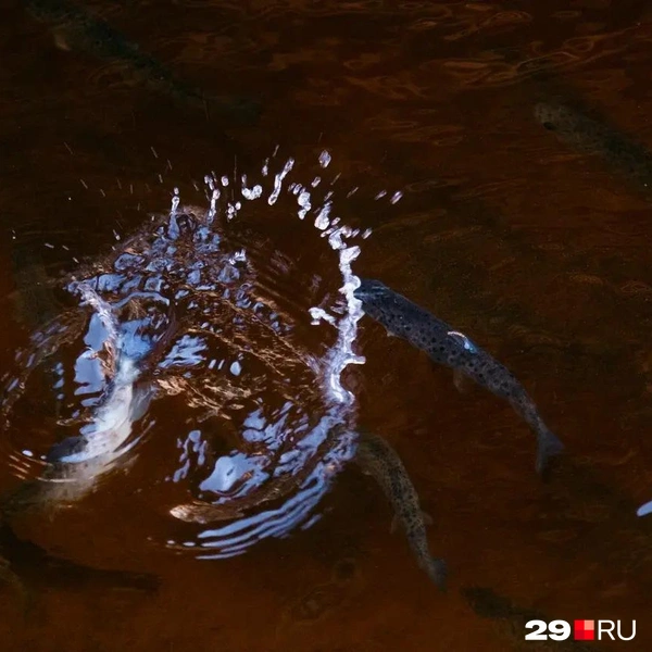 Источник: Иван Митюшёв / 29.RU