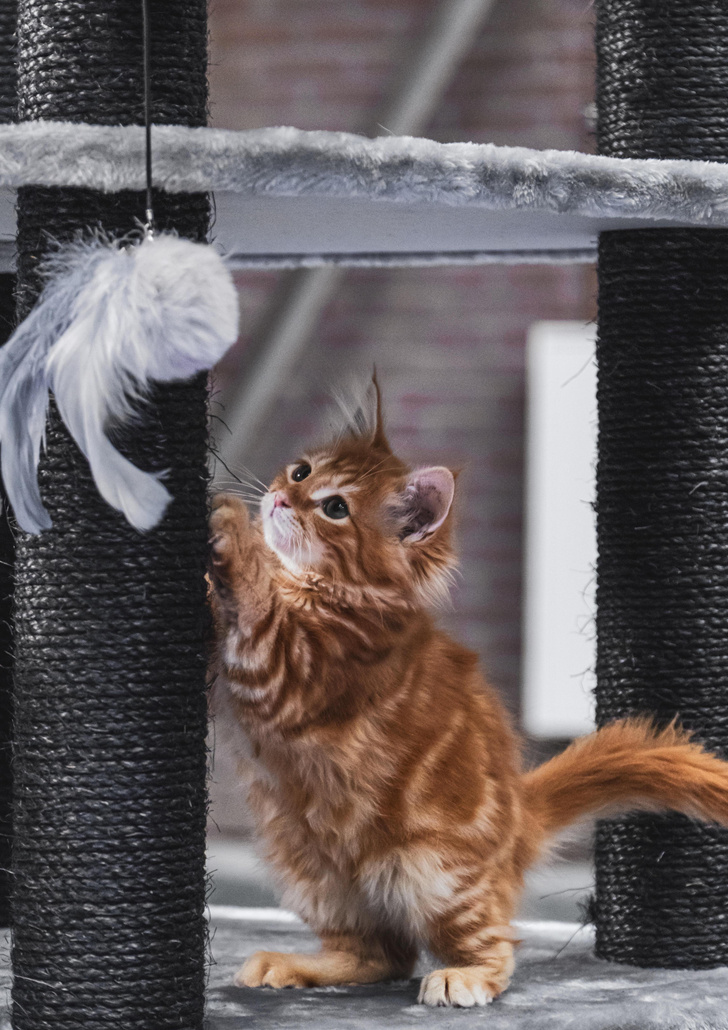 Вопросы читателей: почему кошки точат когти?