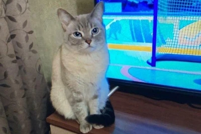 Perm seeks home for cat Kulema