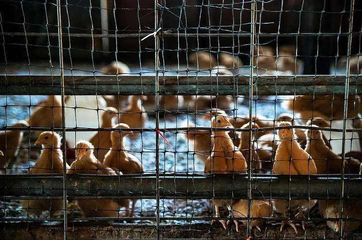 К чему снятся цыплята? | Источник: Getty