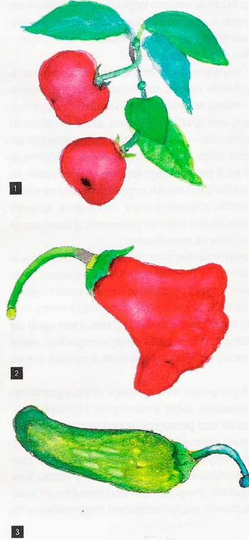 Стручковые остряки: как красный перец стал важной приправой, а его острота — предметом состязания селекционеров