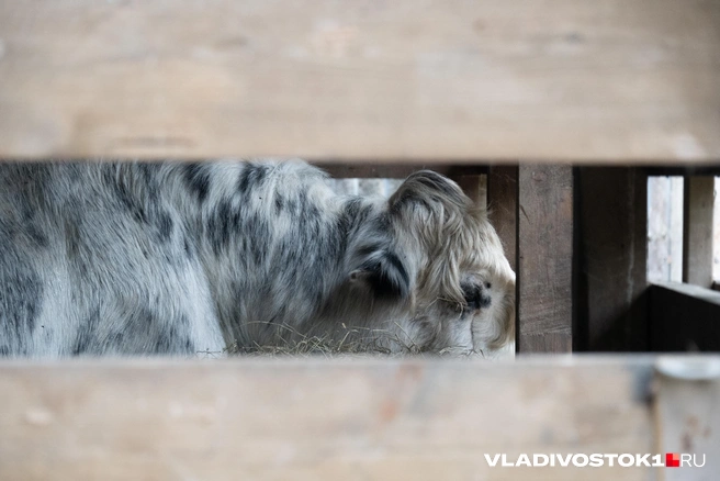 Яки Маня и Яша появились тут вместе, потом начали плодиться. Условия им подходят | Источник: Елена Буйвол / VLADIVOSTOK1.RU