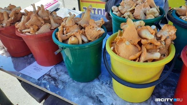 Лисички продают за 1000-1500 рублей за ведро  | Источник: Виктор Лучкин / «ИрСити»