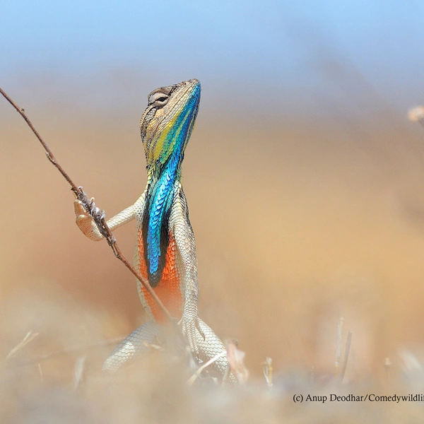 Источник: Anup Deodhar / Comedy Wildlife Photography Awards 2016