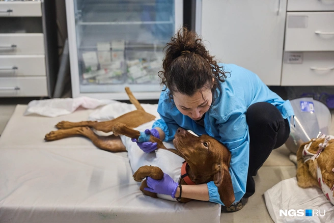 С момента основания волонтеры провели 14&nbsp;900 операций по контролю численности животных | Источник: Александр Ощепков / NGS.RU