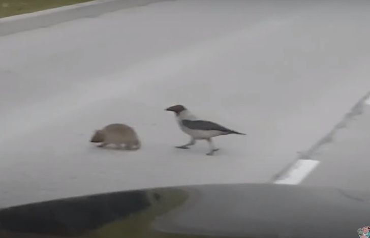 Ворона помогает ежу перейти дорогу (видео)