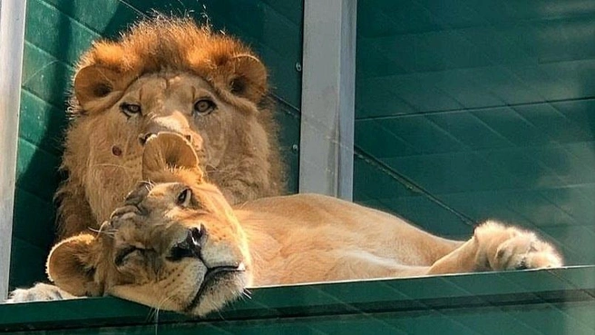 Всё время Гоша и Сараби проводят рядышком | Источник: «Иркутский зоопарк» / Telegram