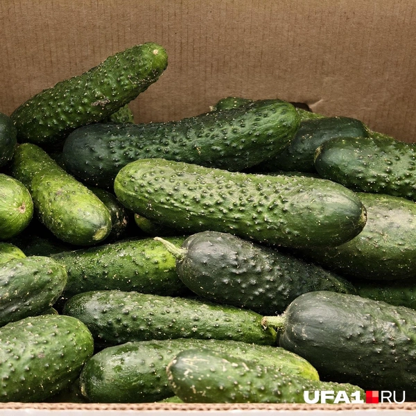 Источник: Булат Салихов / UFA1.RU