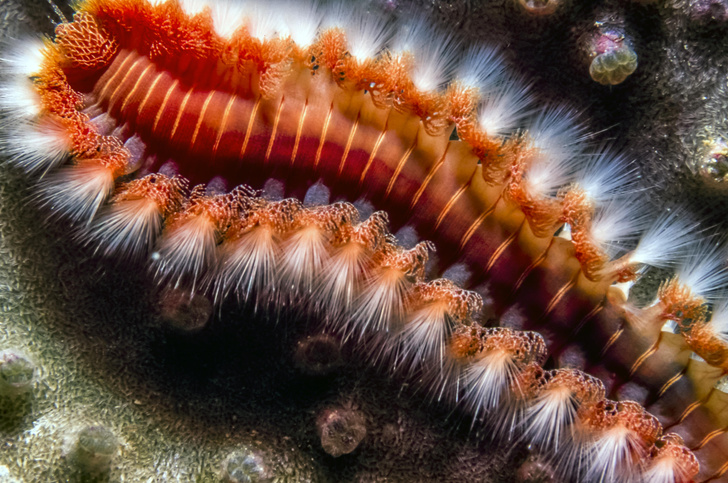 Одетые в щетину: как черви полихеты захватили океан