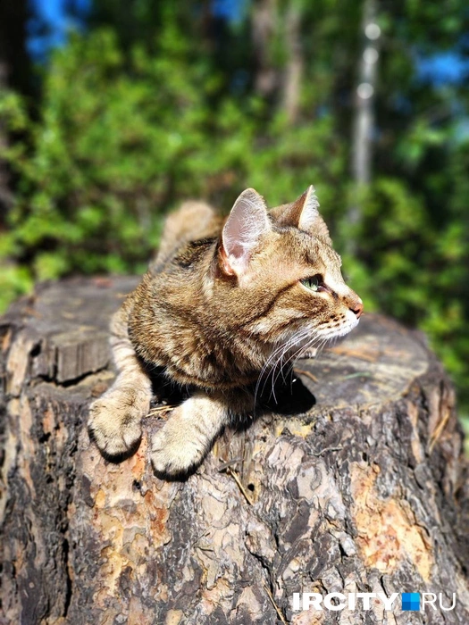 Кошечка Гермиона | Источник: Алина Ринчино / «ИрСити»