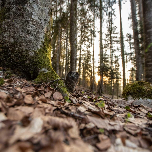 Источник: Nature Photographer of the Year