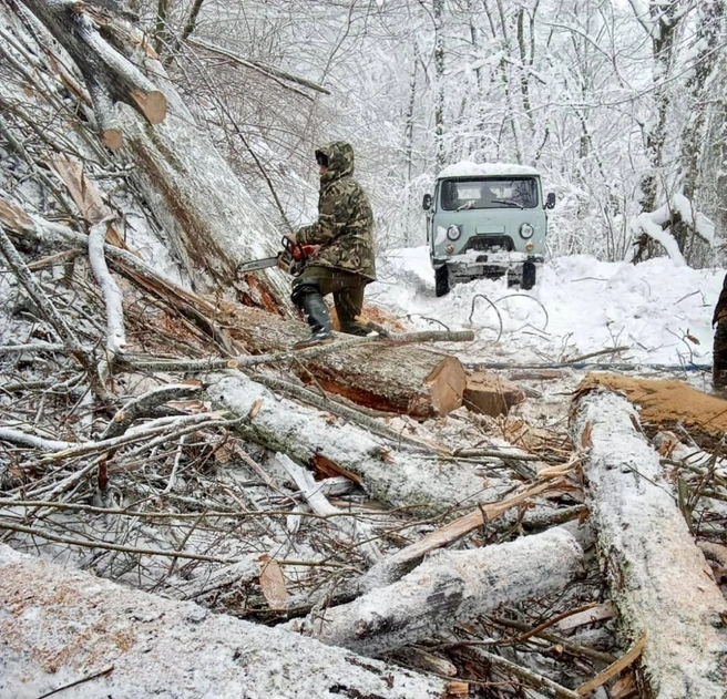 Снег повалил много сухих деревьев  | Источник: npsochi_official / t.me