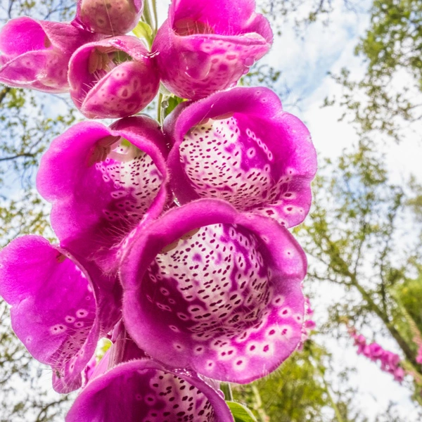 Одна из работ победителя в номинации Fred Hazelhoff Portfolio Award | Источник: Theo Bosboom / Nature Photographer of the Year 2025