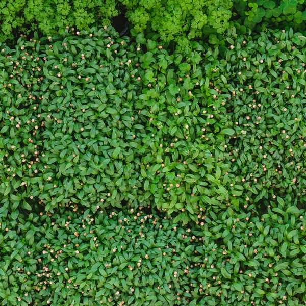 Так выглядит кинза | Источник: Тимофей Калмаков / 59.RU