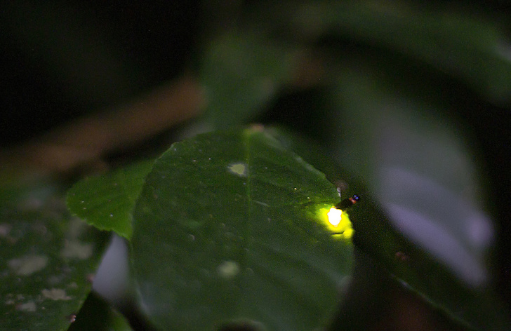 «Живые фонари»: любопытные факты о существах, способных к биолюминесценции