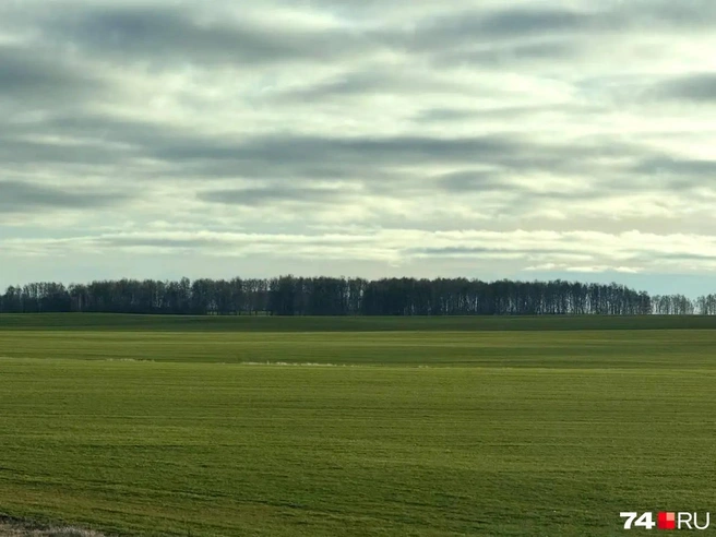 Зеленое поле в Челябинской области | Источник: читатель 74.RU