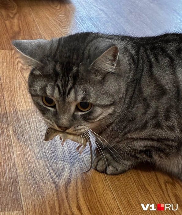 — А я к вам не одна, а с сюрпризом! | Источник: читатели V1.RU