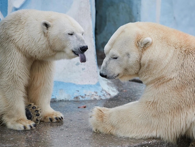 Животные получают излишки урожая от горожан. | Источник: Фото из зоопарка