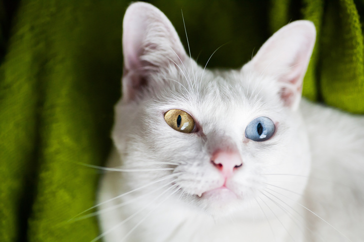 Самые необычные породы кошек: 15 фото