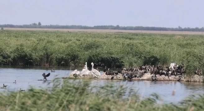 В Алтайском крае впервые насчитали более 70 птенцов краснокнижного кудрявого пеликана | Источник: Скриншот из видео Минприроды Алтайского края / А. Эбель