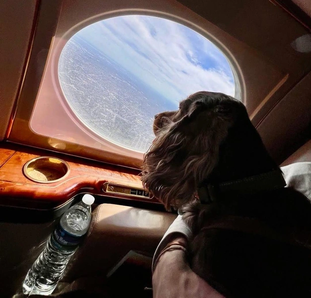 Источник: K9 JETS