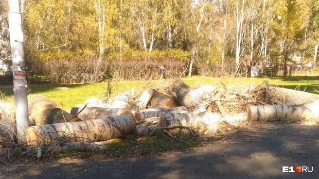 Чиновники заявили, что зелени в парке меньше не станет, даже с учетом вырубки тополей | Источник: читатель E1.RU