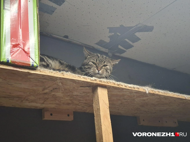 Этого кота забрали из дома пожилой женщины, у которой было очень много животных. Яна думает над тем, чтобы взять его к себе домой | Источник: Алёна Воропаева / Voronezh1.ru