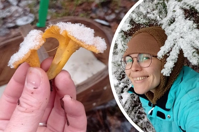 Декабрьские лисички: ярославцы делятся фото грибов из леса