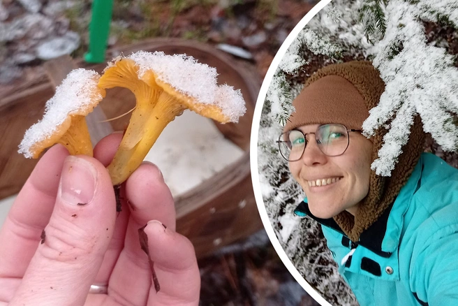 В ярославских лесах в декабре продолжают расти грибы | Источник: Татьяна Алексеевна, «Грибы Ярославской области» / Vk.com