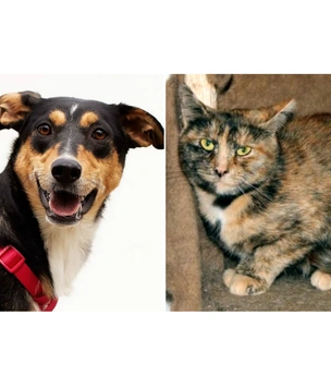 Котопёс недели: кошка Тыковка и собака Молли