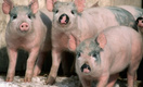 Карантин по африканскоя чуме свиней снимут 12 мая