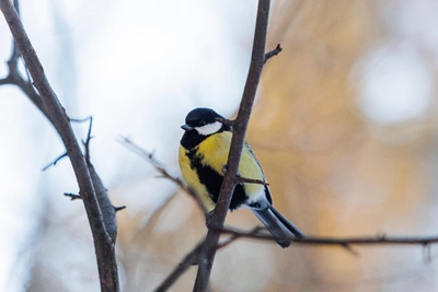 Воронежскую область ждут морозные выходные без осадков