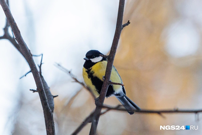 Какие приметы существовали 12 ноября? | Источник: Мария Ленц / NGS24.RU