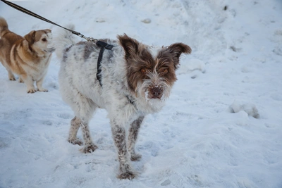 В Кузбассе ввели карантин по бешенству в трех селах