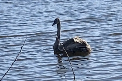 Спасённый лебедь-шипун вернулся в дикую природу